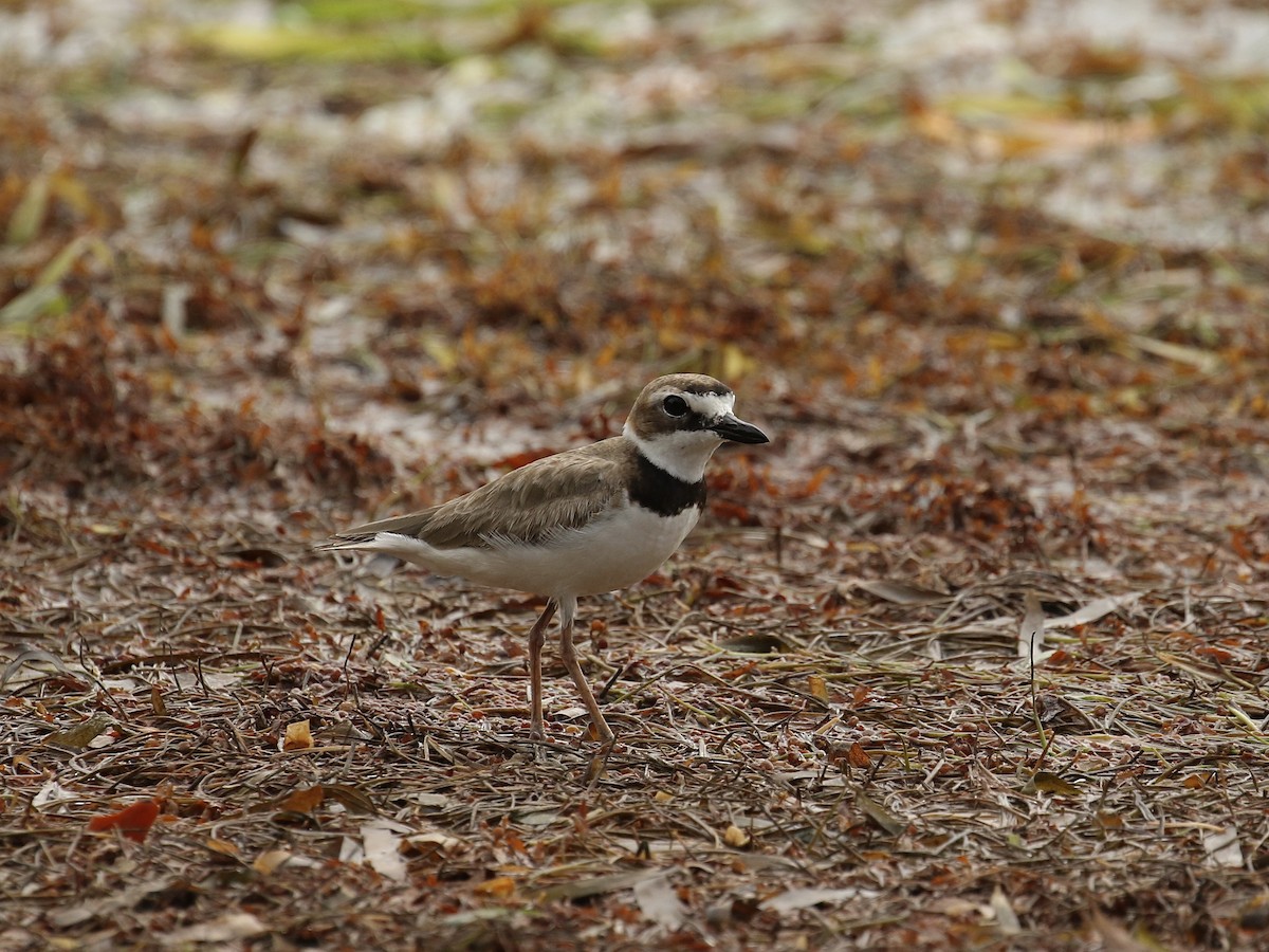 Wilson's Plover - ML617944173