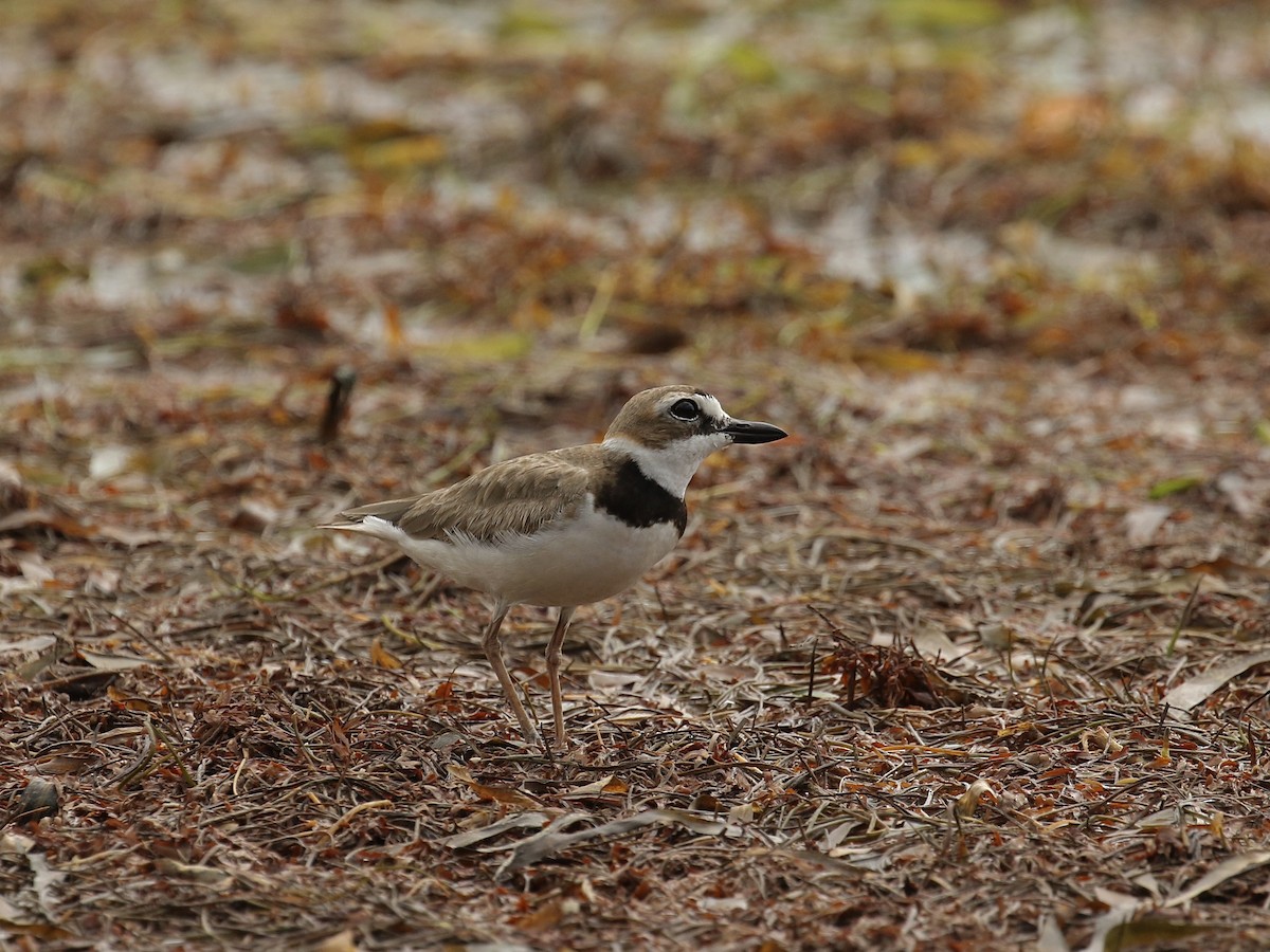 Wilson's Plover - ML617944176