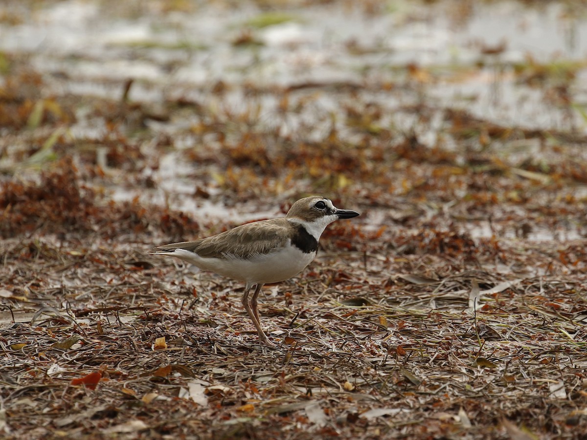 Wilson's Plover - ML617944177