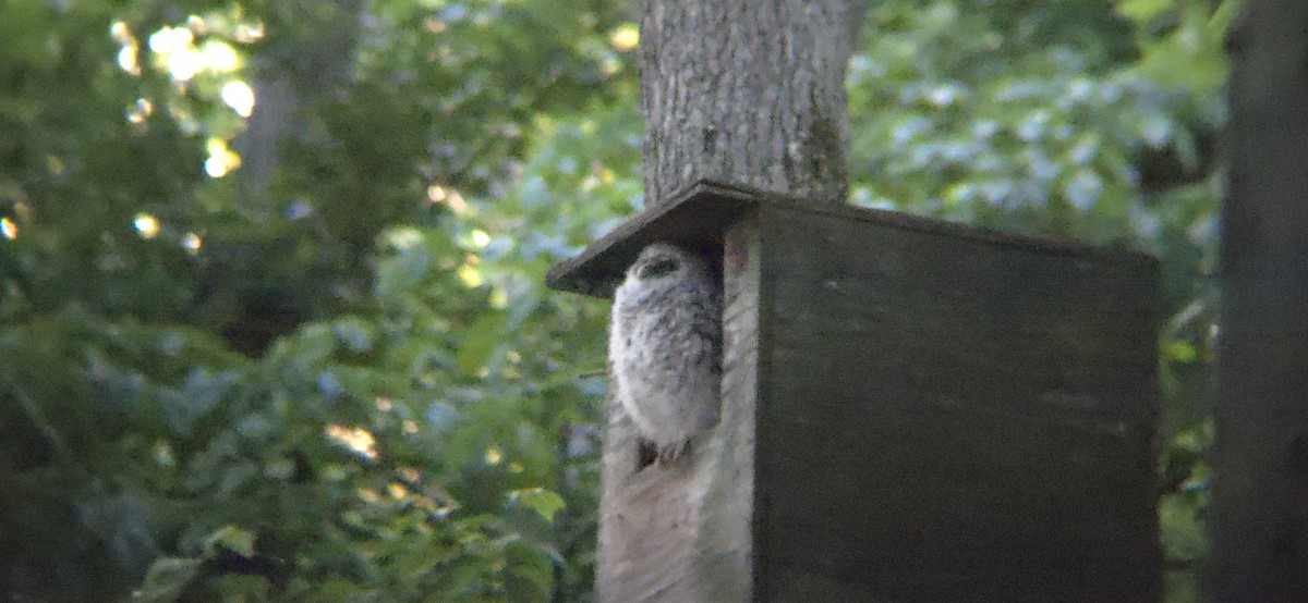 Barred Owl - ML617944178