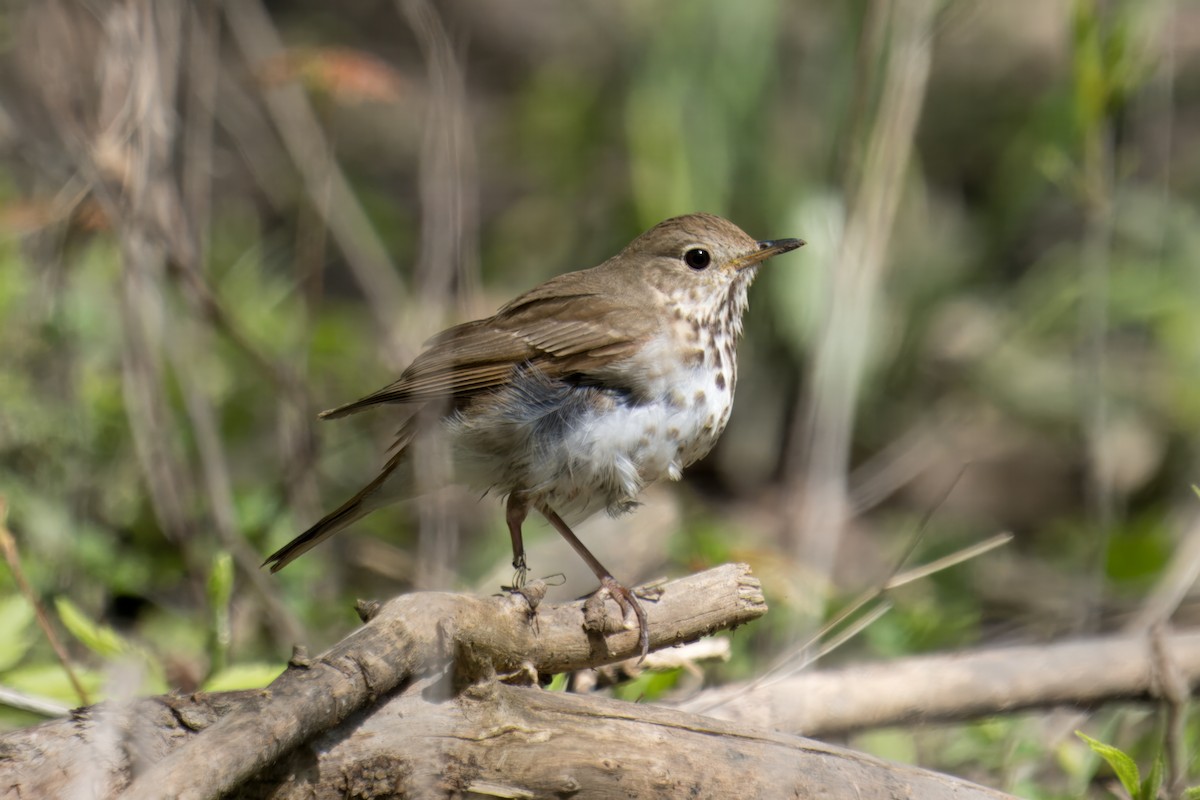 Hermit Thrush - ML617944182