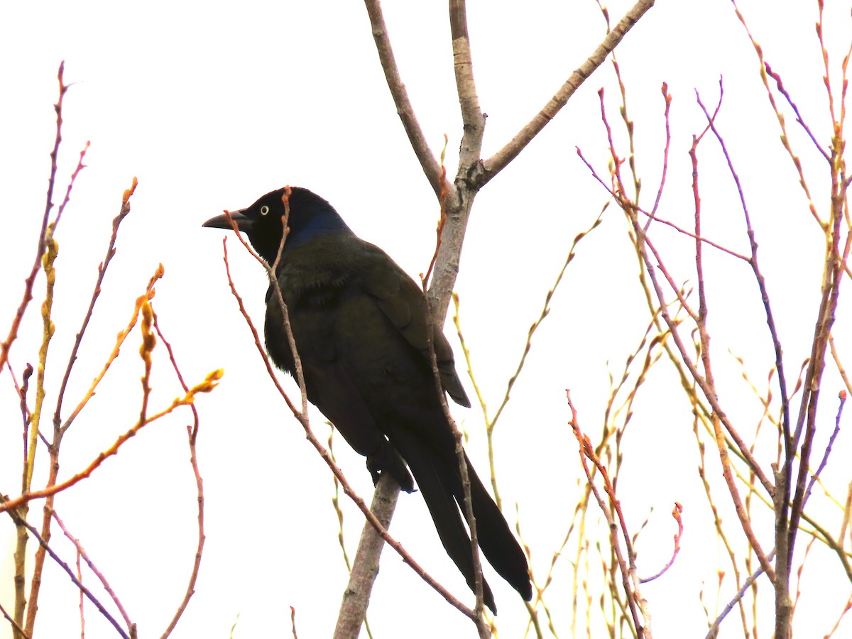 Common Grackle - ML617944186