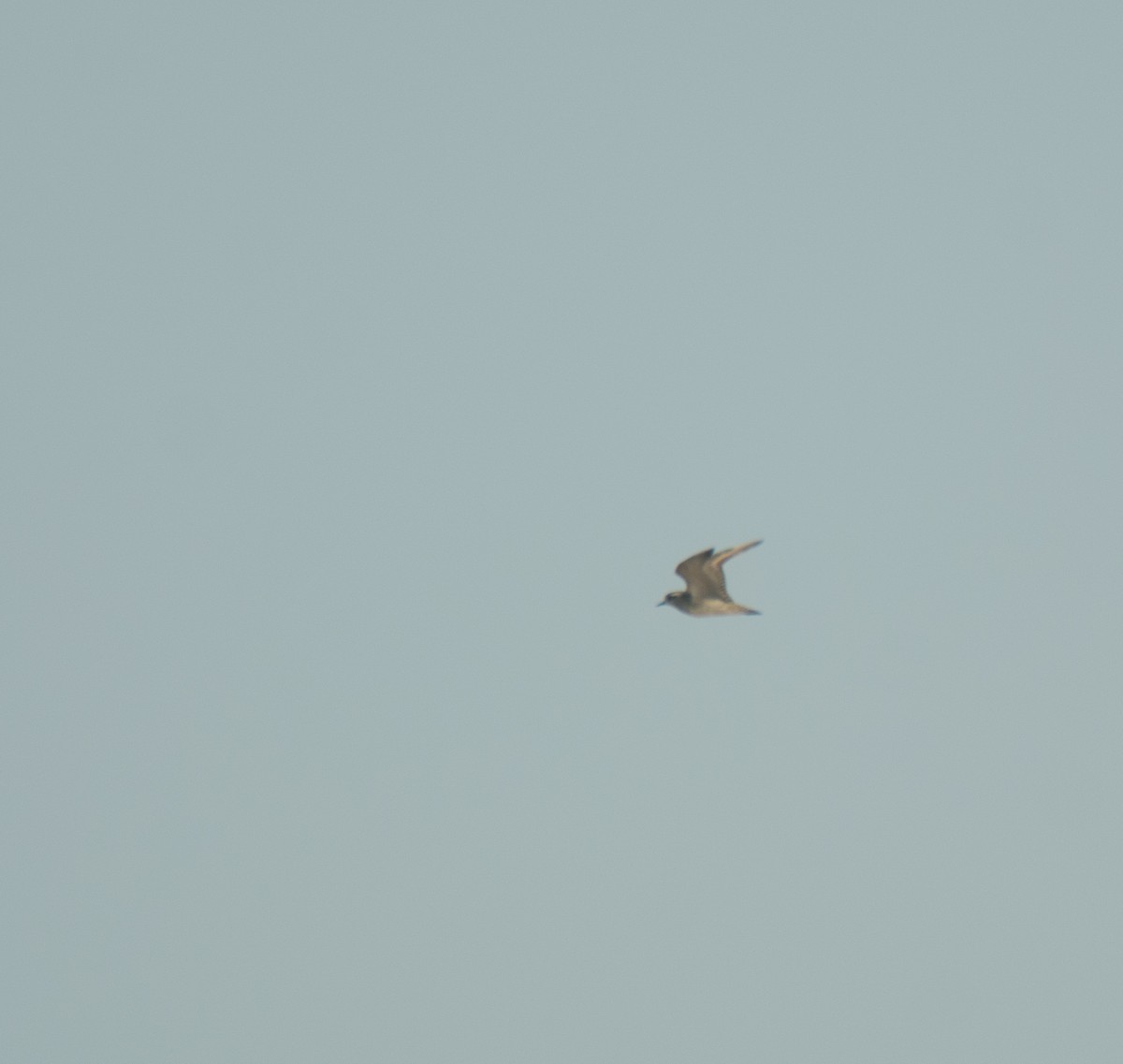 American Golden-Plover - ML617944191