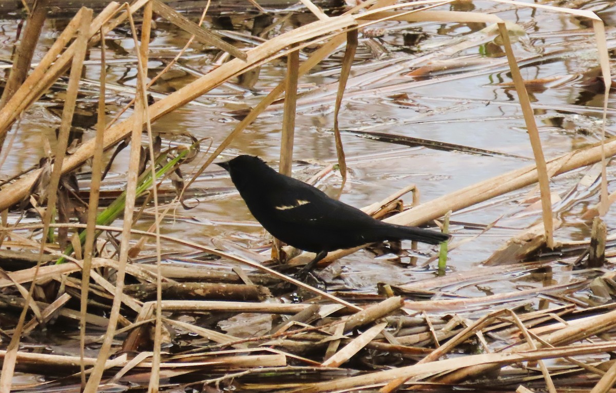 Red-winged Blackbird - ML617944210