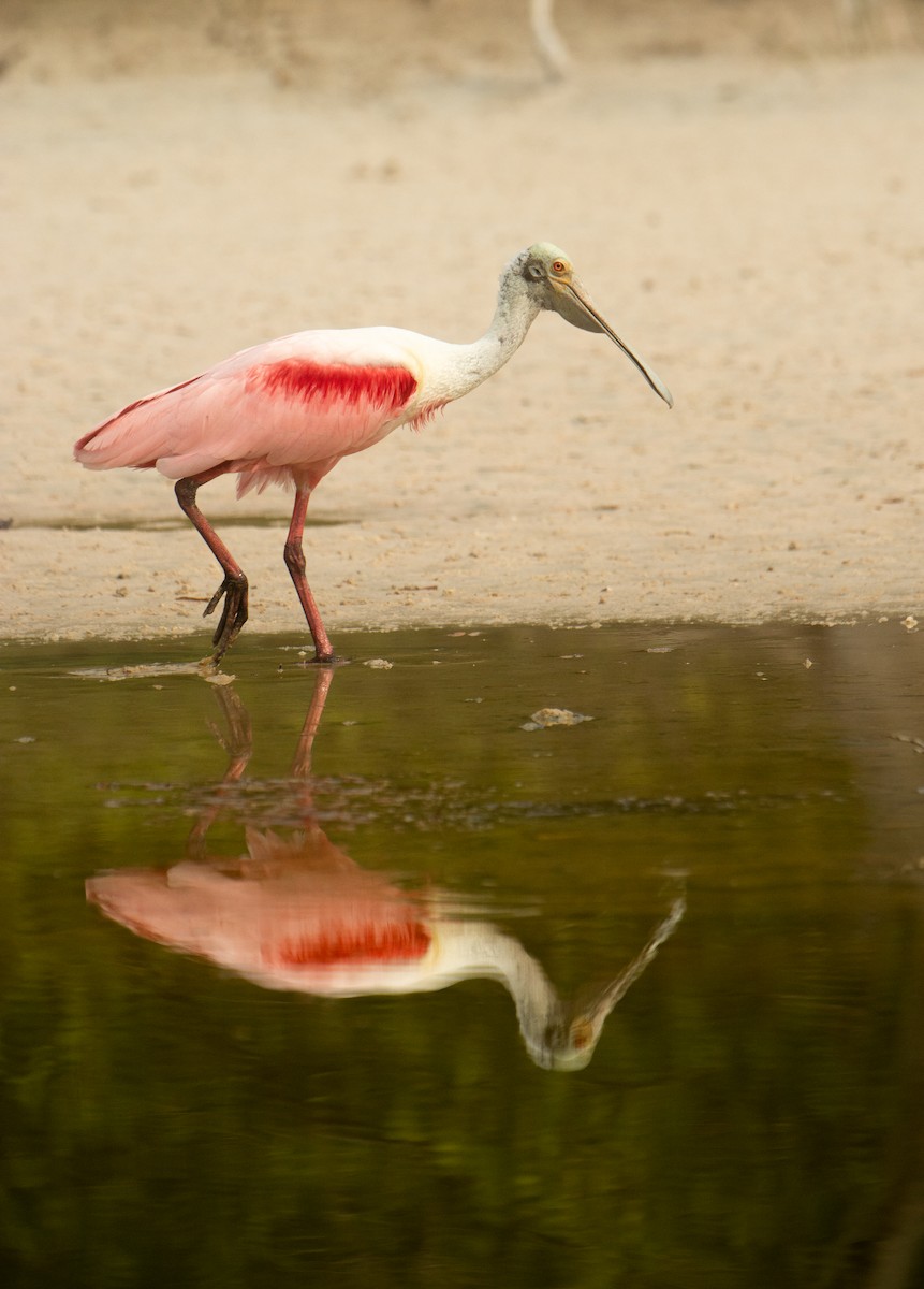 Roseate Spoonbill - ML617944232