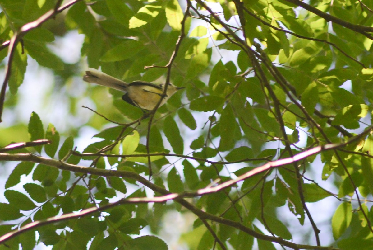 Creamy-bellied Gnatcatcher - ML617944234