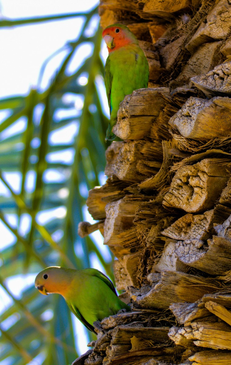 Rosy-faced Lovebird - Don Carney