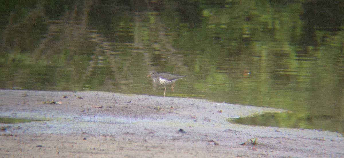 Spotted Sandpiper - ML617944250