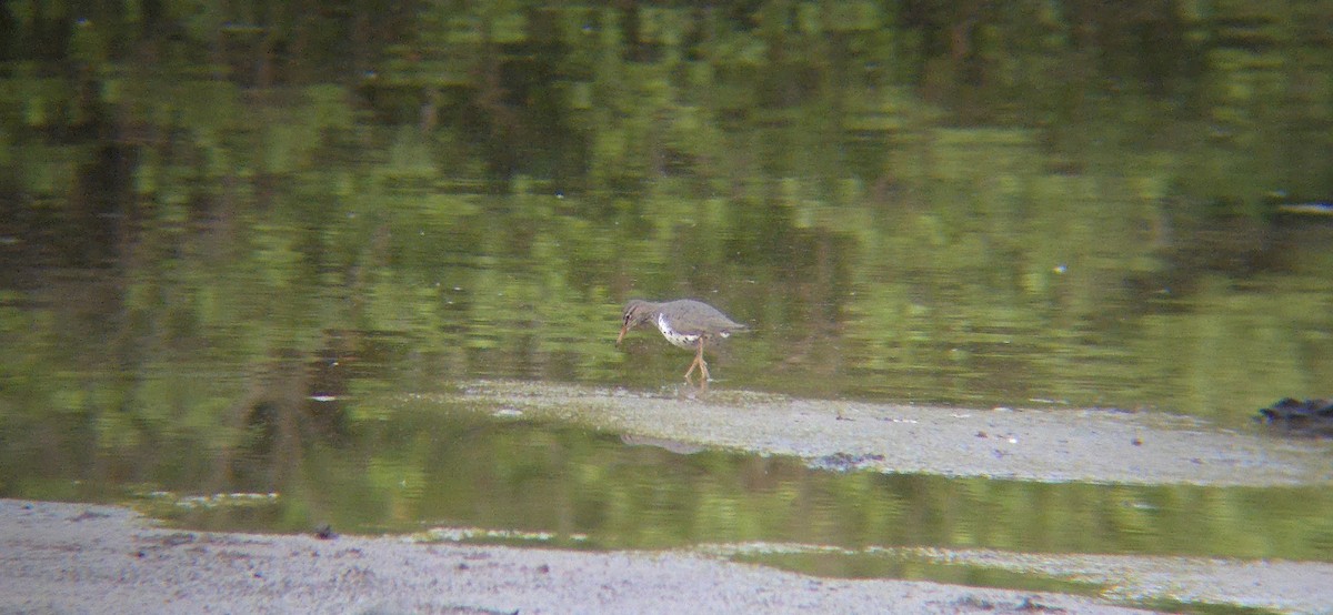 Spotted Sandpiper - ML617944251