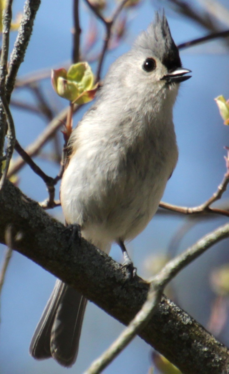 Tufted Titmouse - ML617944263