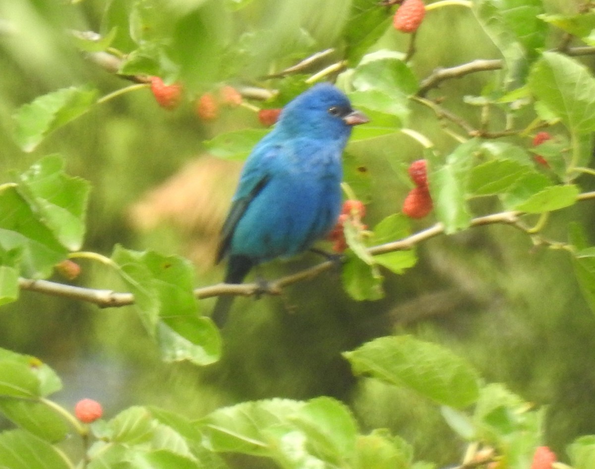 Indigo Bunting - ML617944267