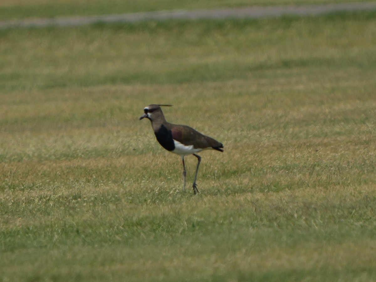Southern Lapwing - ML617944286