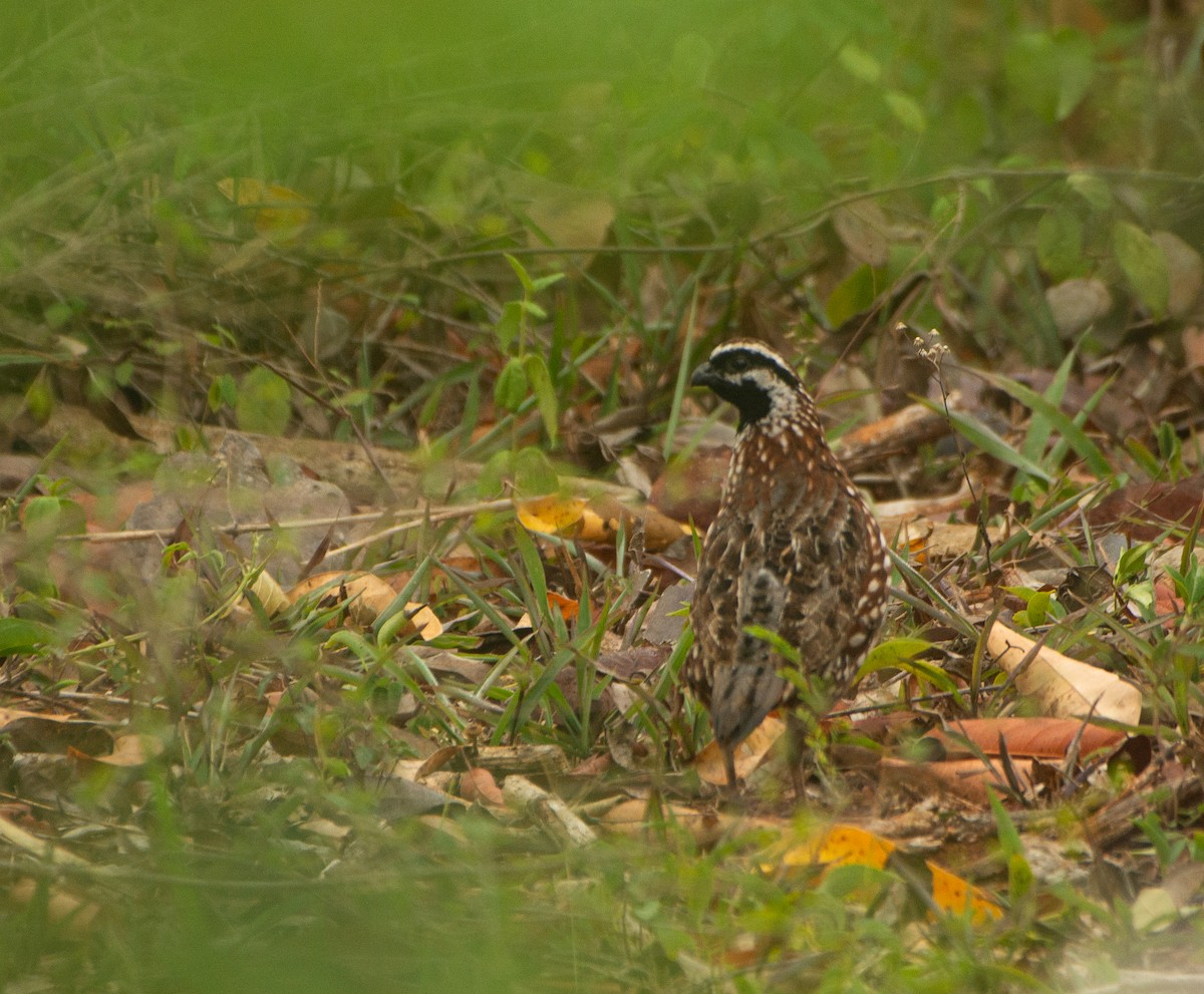 Black-throated Bobwhite - ML617944294