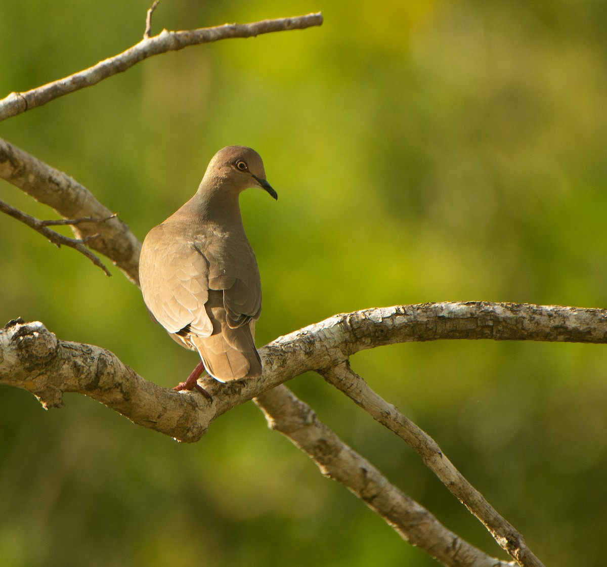 White-tipped Dove - ML617944306