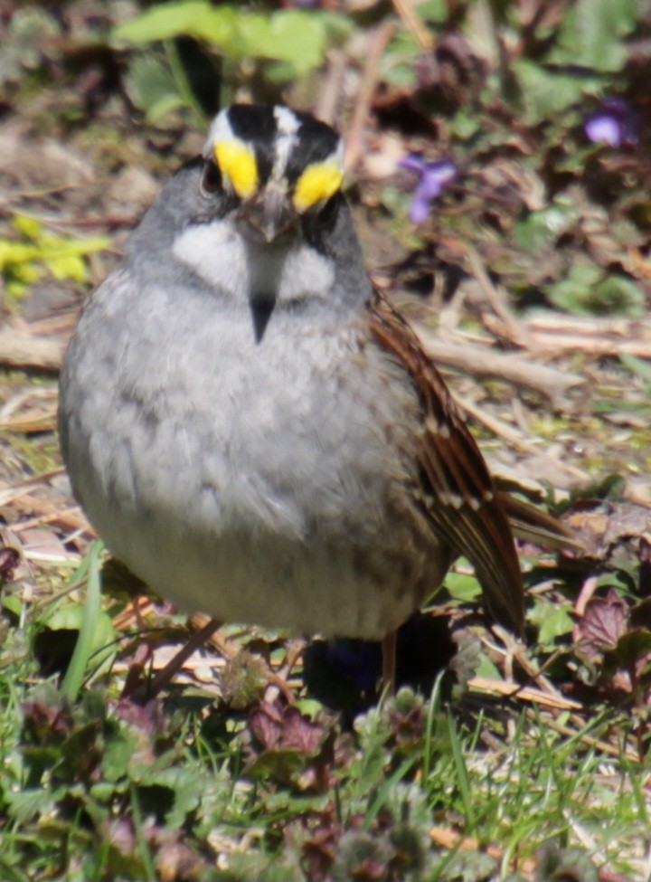 White-throated Sparrow - ML617944319