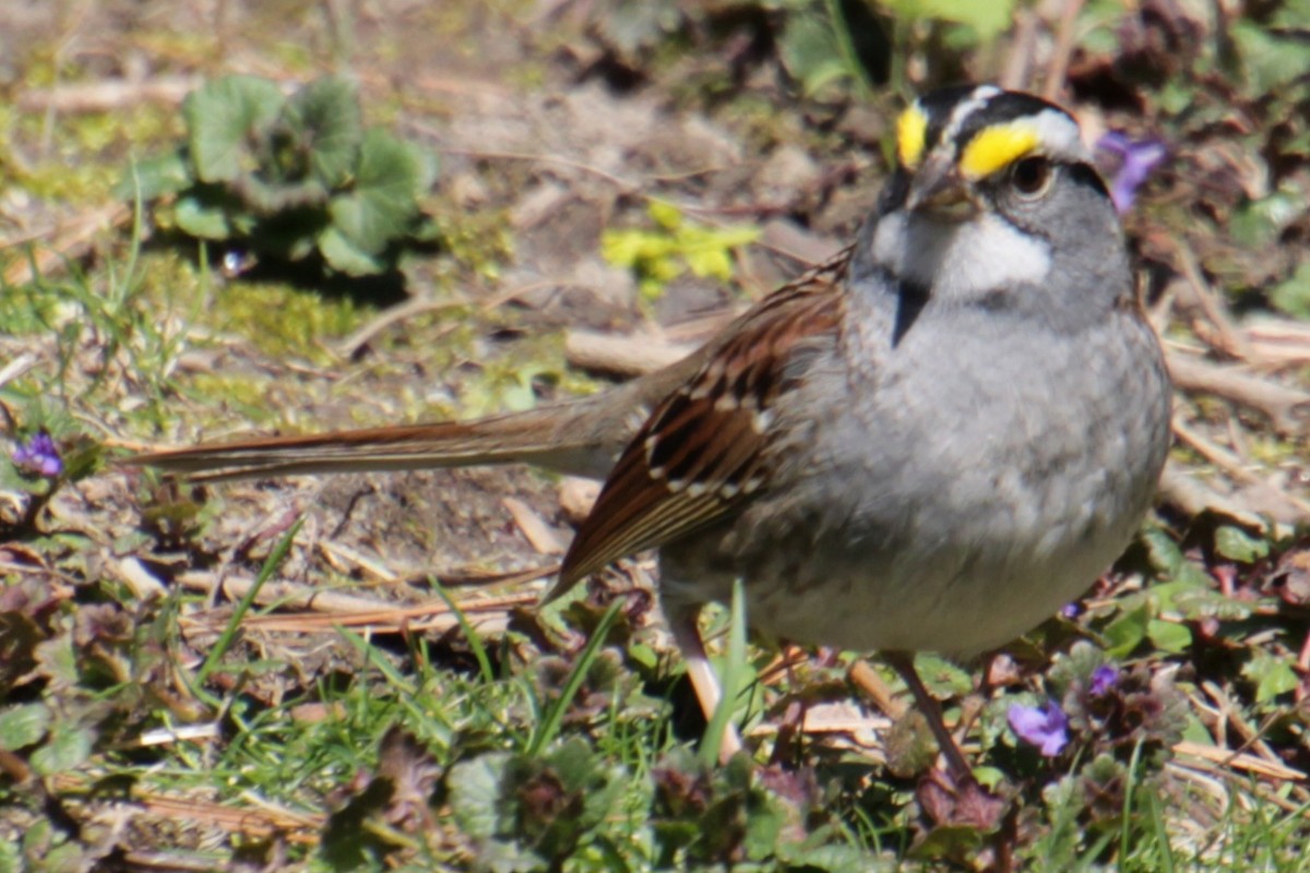 White-throated Sparrow - ML617944321