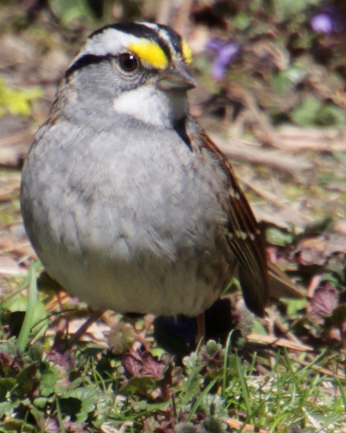 White-throated Sparrow - ML617944322