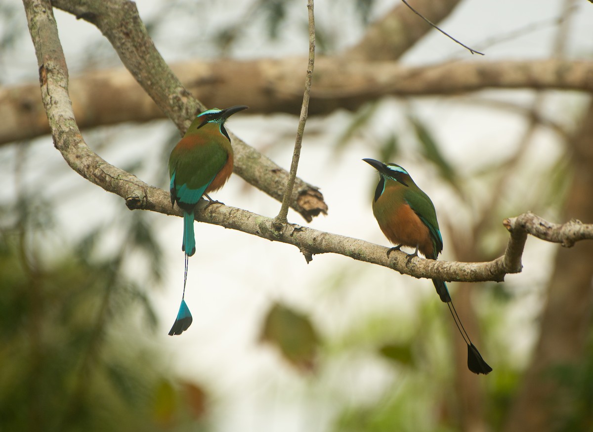 Turquoise-browed Motmot - ML617944324