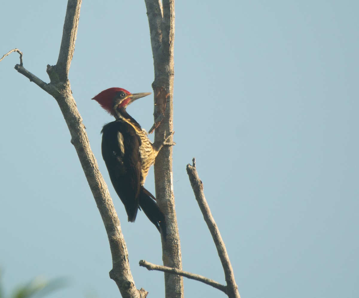 Lineated Woodpecker - ML617944328