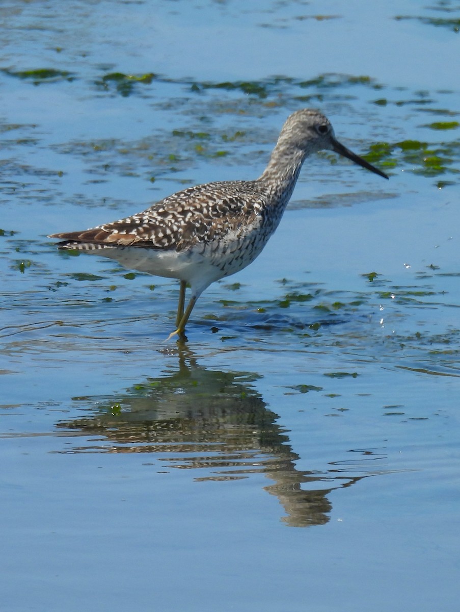 Greater Yellowlegs - ML617944331