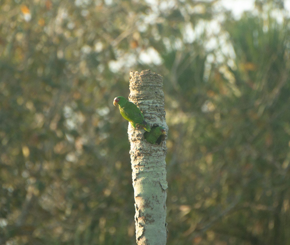 White-fronted Amazon - ML617944341
