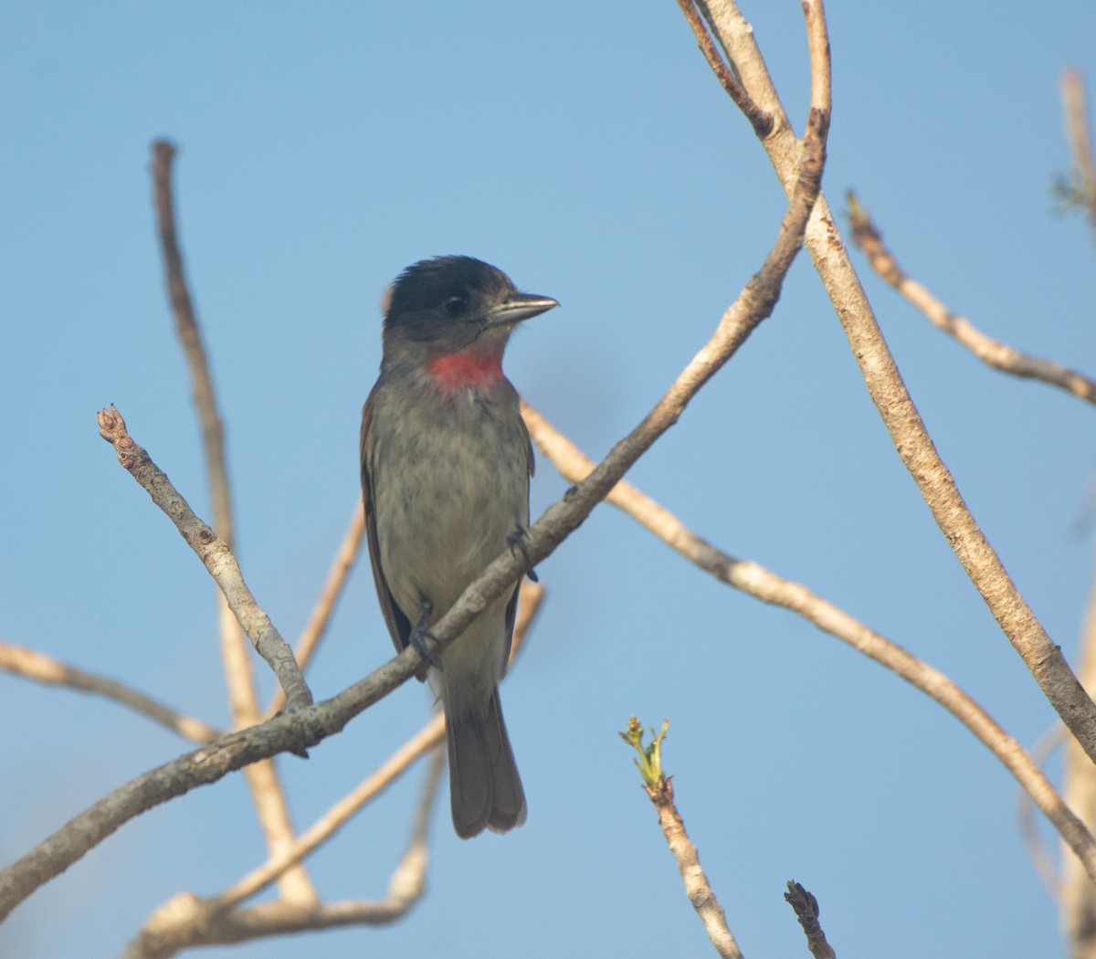 Rose-throated Becard - ML617944346