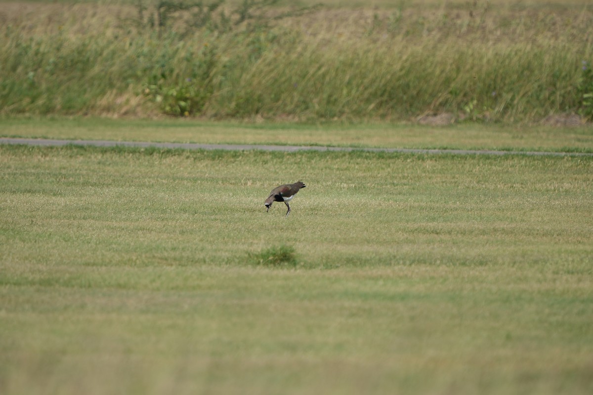 Southern Lapwing - ML617944352