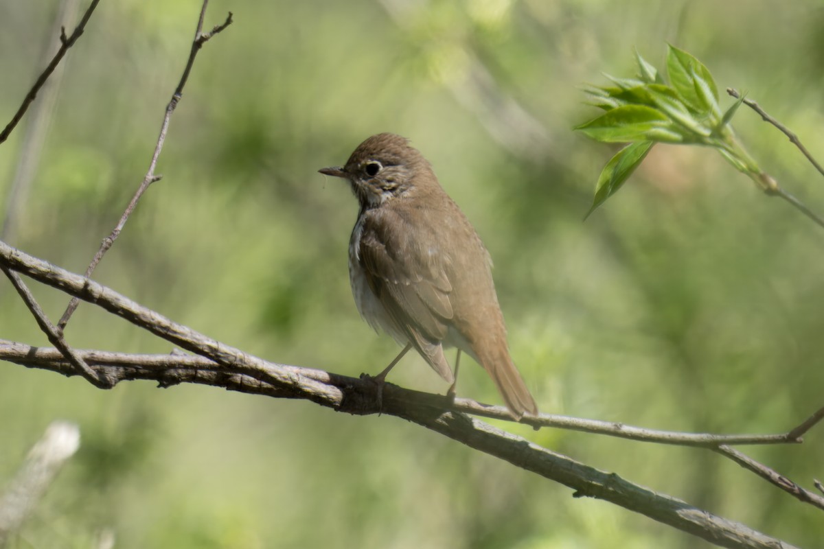 Hermit Thrush - ML617944358