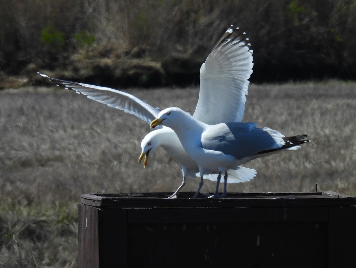 Herring Gull - ML617944362