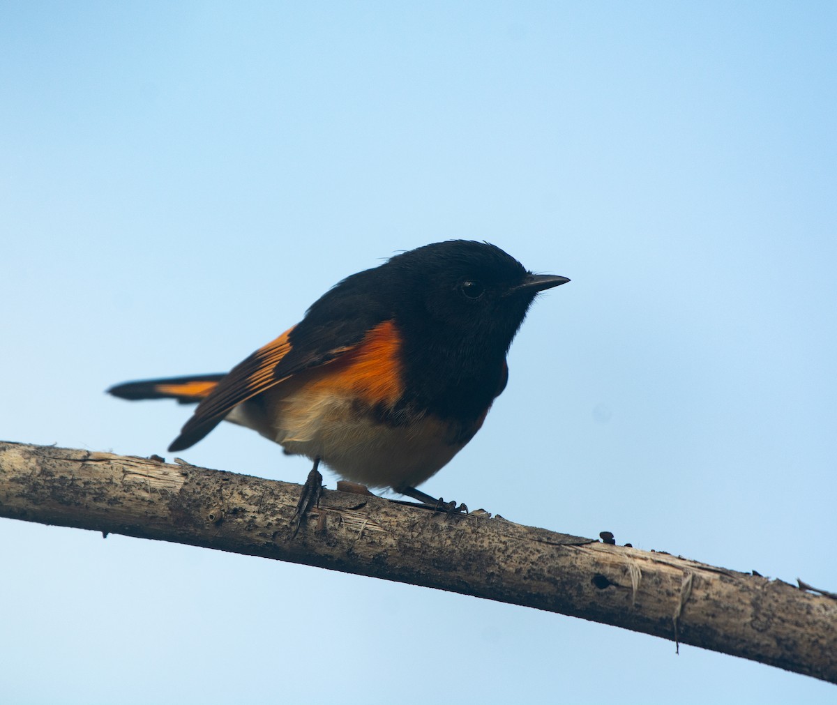 American Redstart - ML617944366