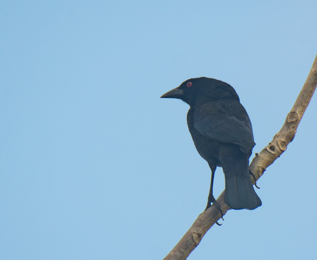 Bronzed Cowbird - ML617944381