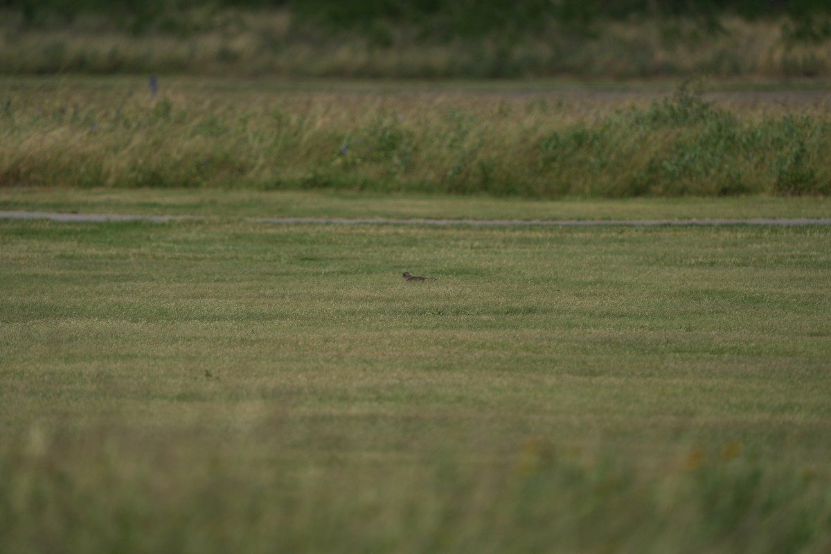 Southern Lapwing - ML617944382