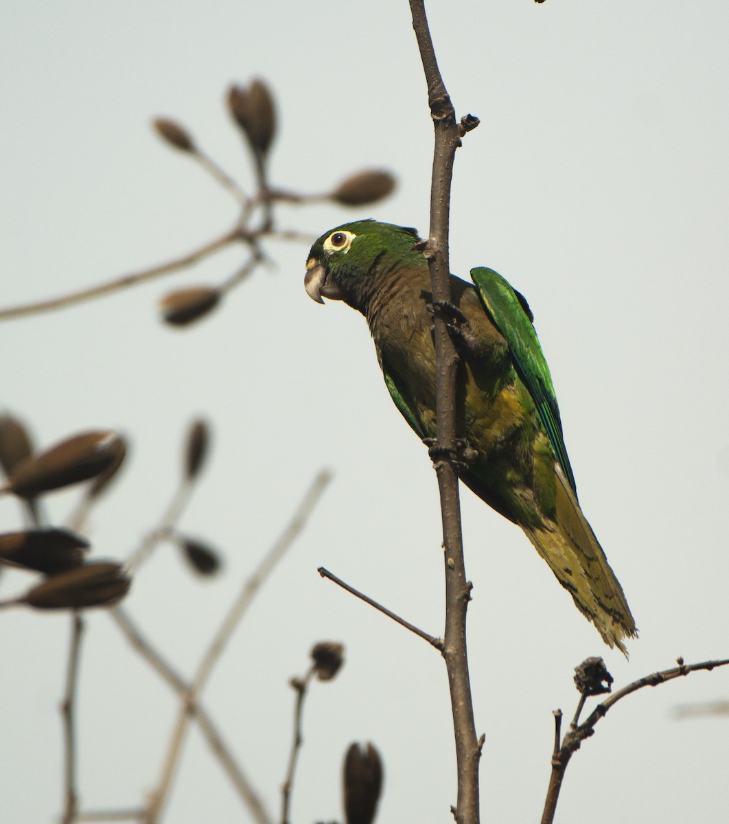 Olive-throated Parakeet - ML617944392