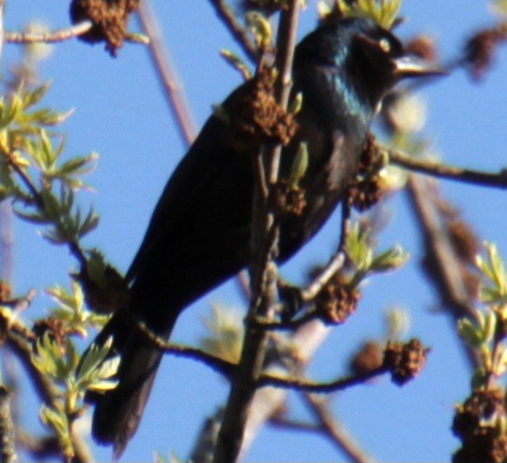 Common Grackle (Bronzed) - Samuel Harris