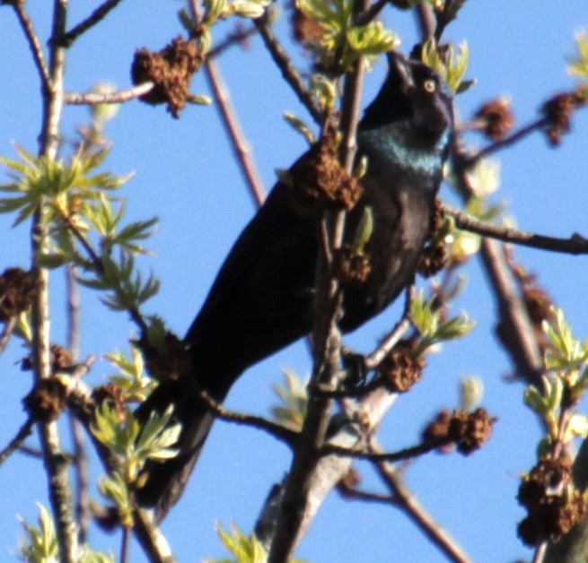 Common Grackle (Bronzed) - Samuel Harris