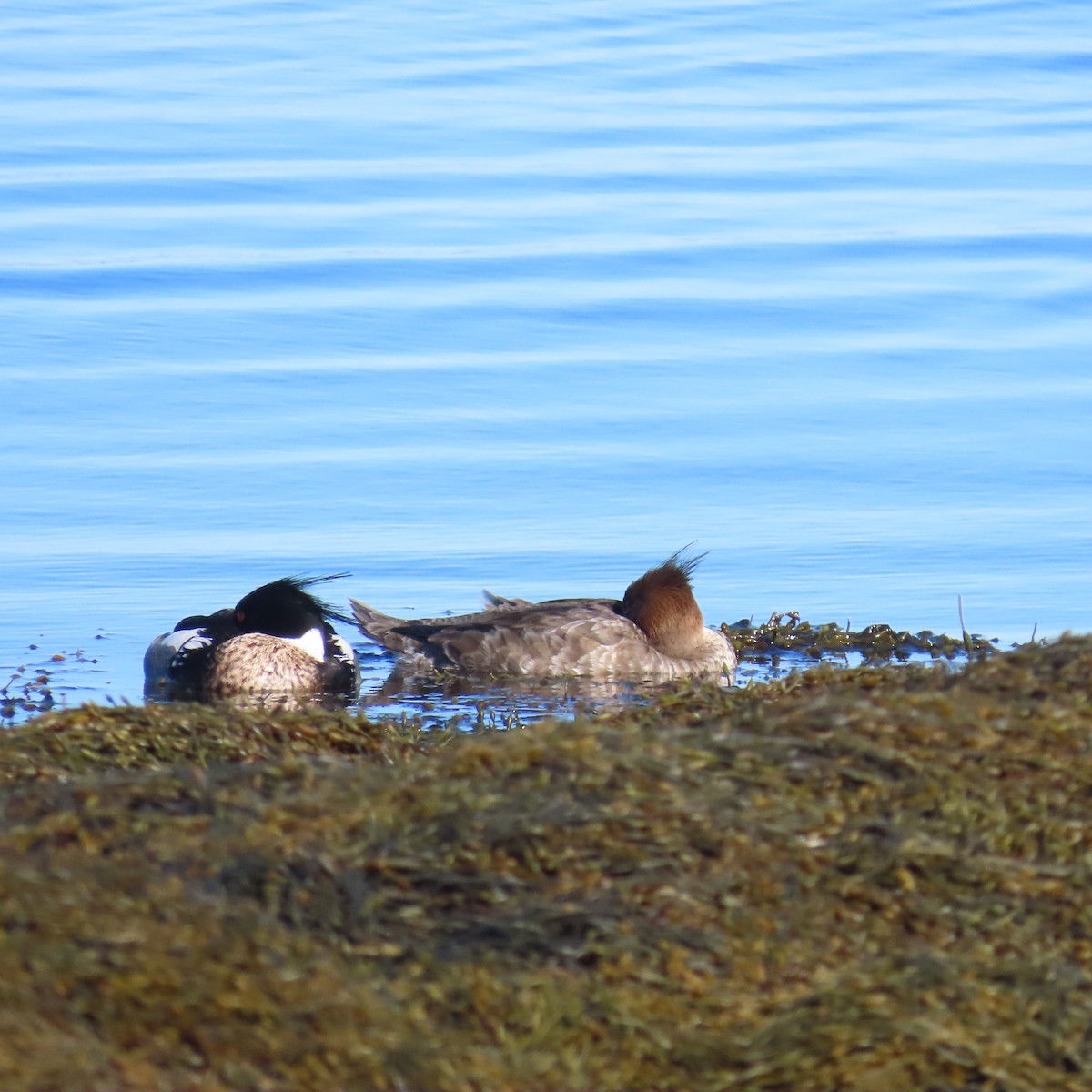 Red-breasted Merganser - Richard Fleming