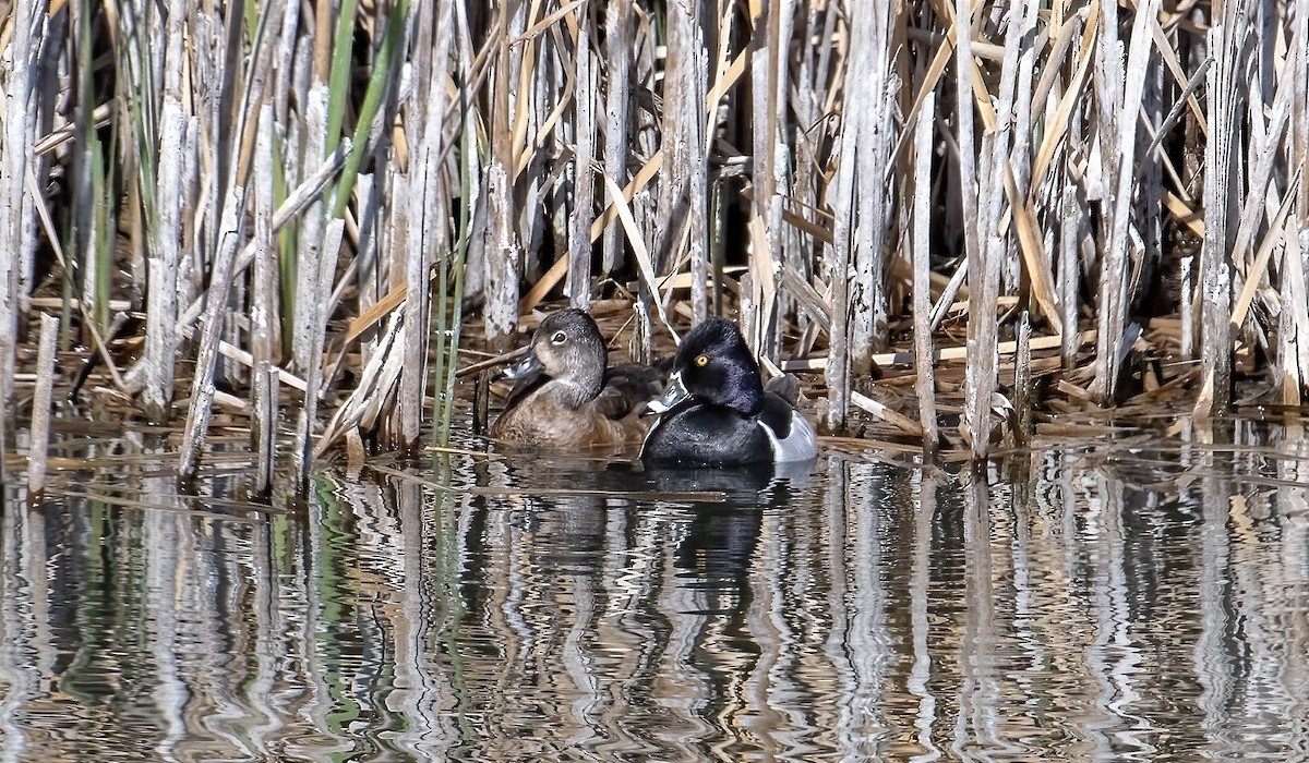 Ring-necked Duck - Betty Fenton