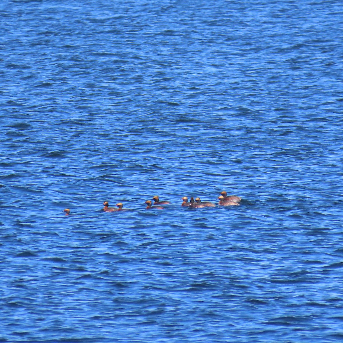 Horned Grebe - ML617944440