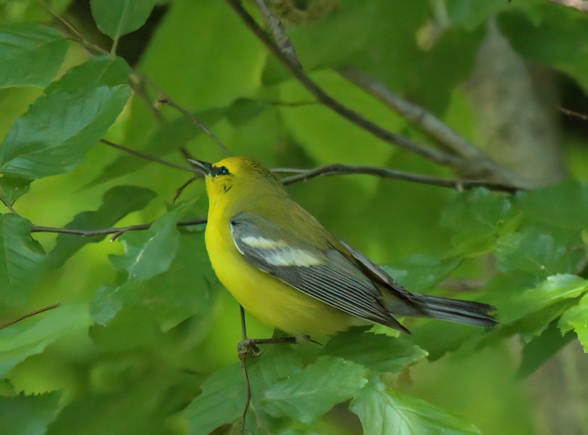 Blue-winged Warbler - ML617944448