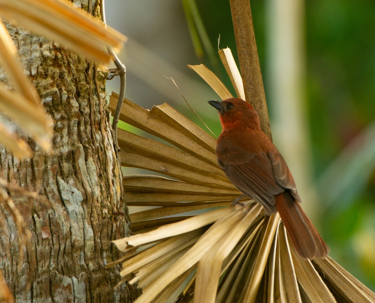 Red-throated Ant-Tanager - ML617944450
