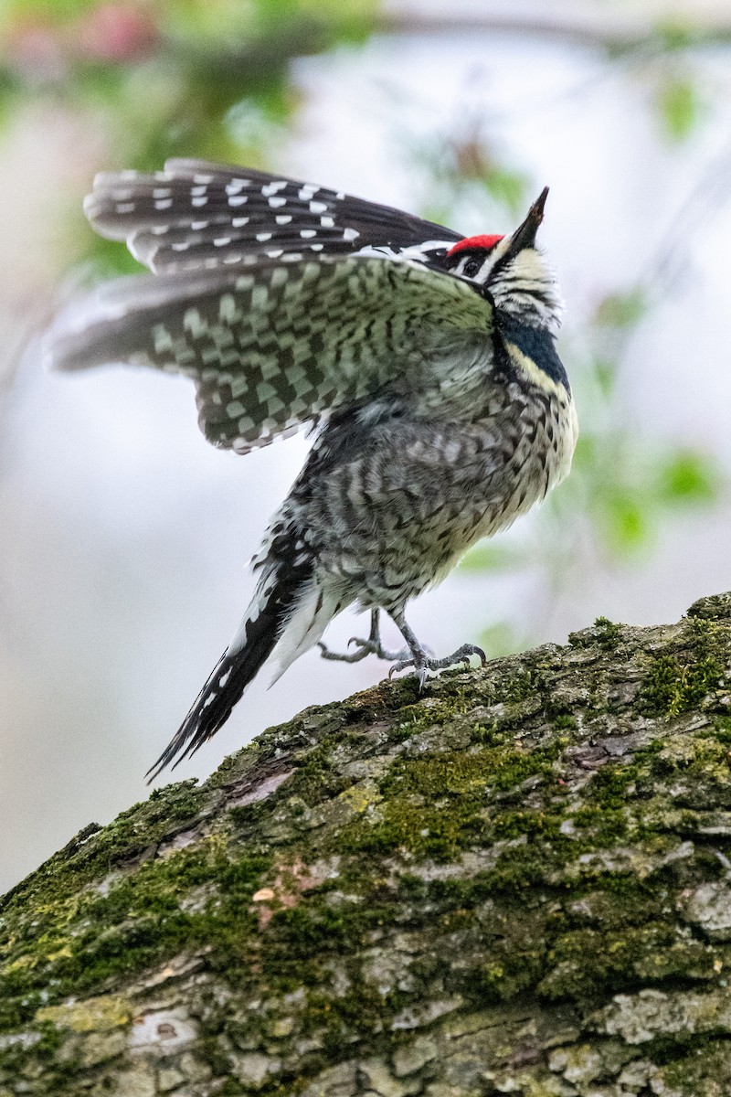 Yellow-bellied Sapsucker - ML617944461