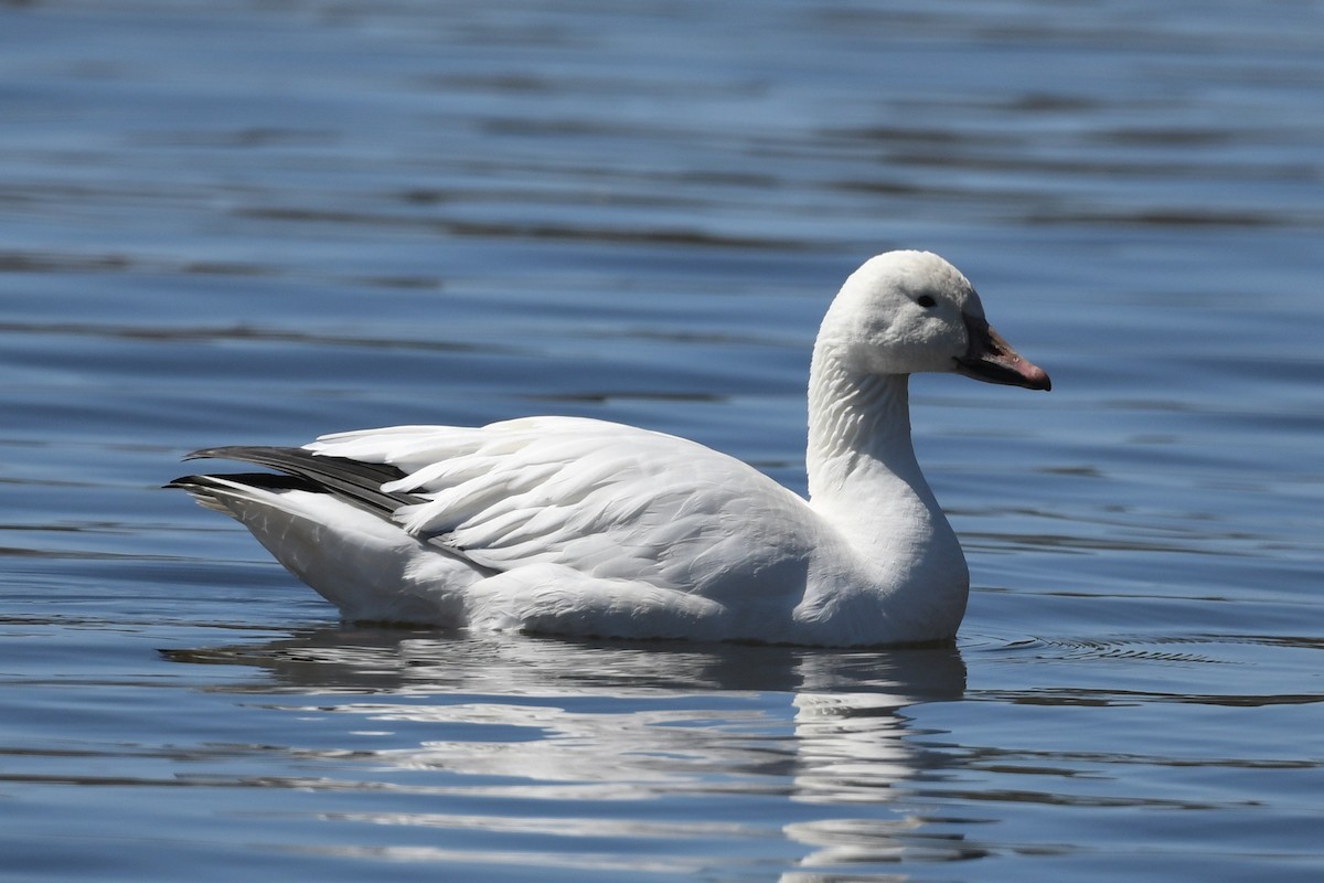 Snow Goose - Pierre LeBlanc