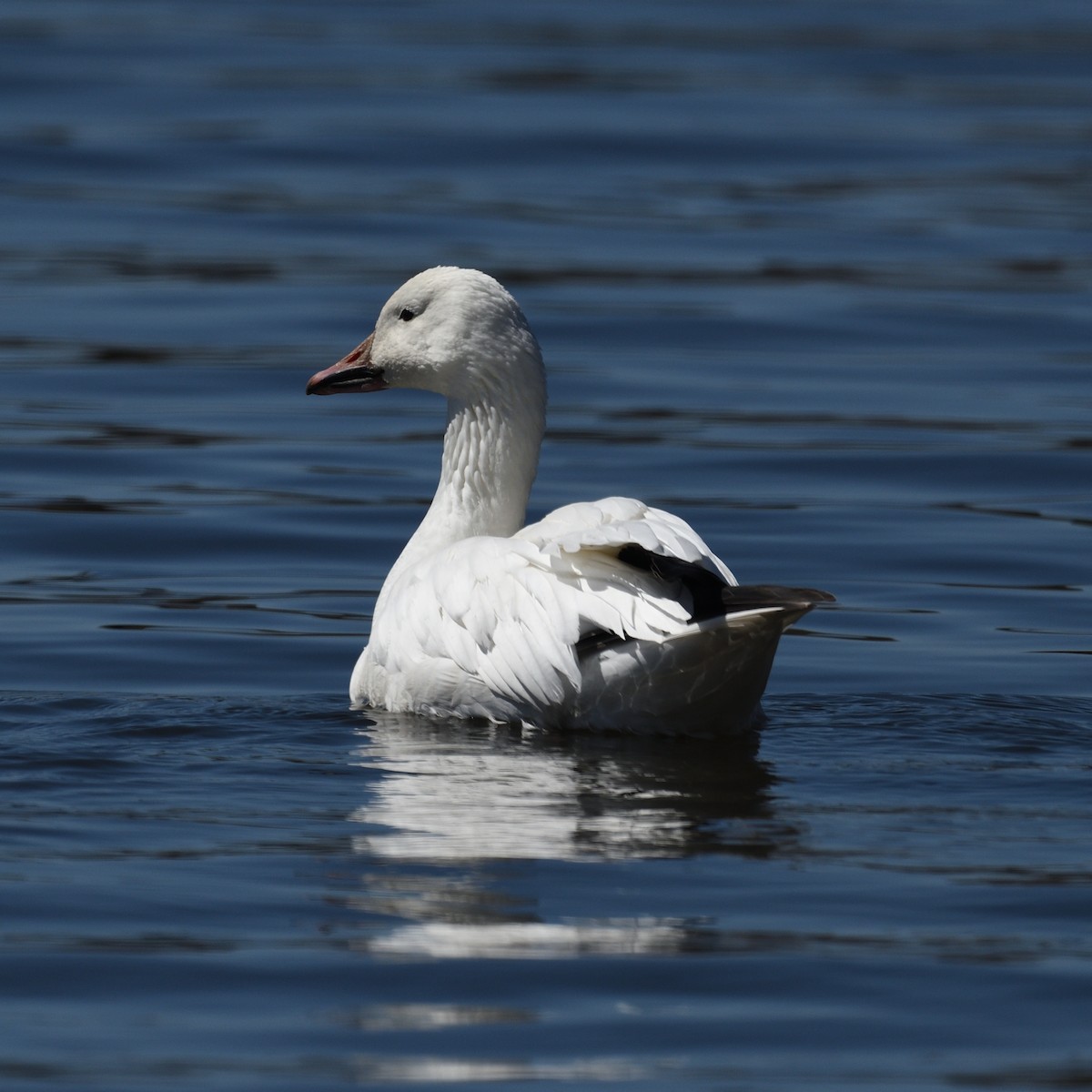 Snow Goose - Pierre LeBlanc