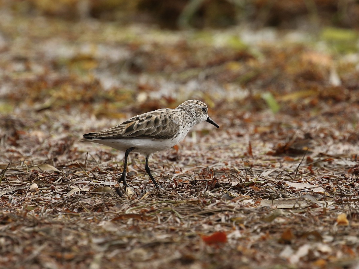 Semipalmated Sandpiper - ML617944498