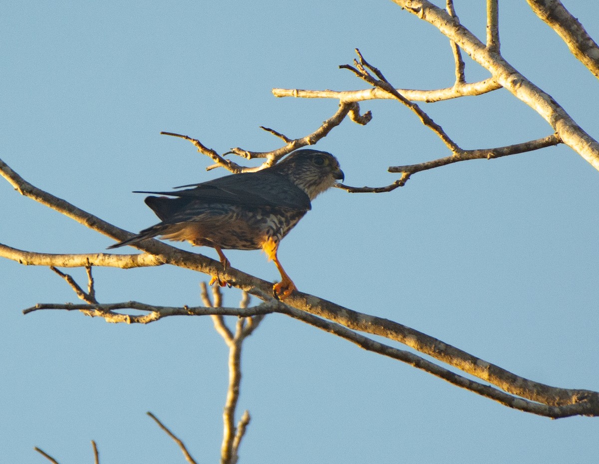 Merlin - ML617944503