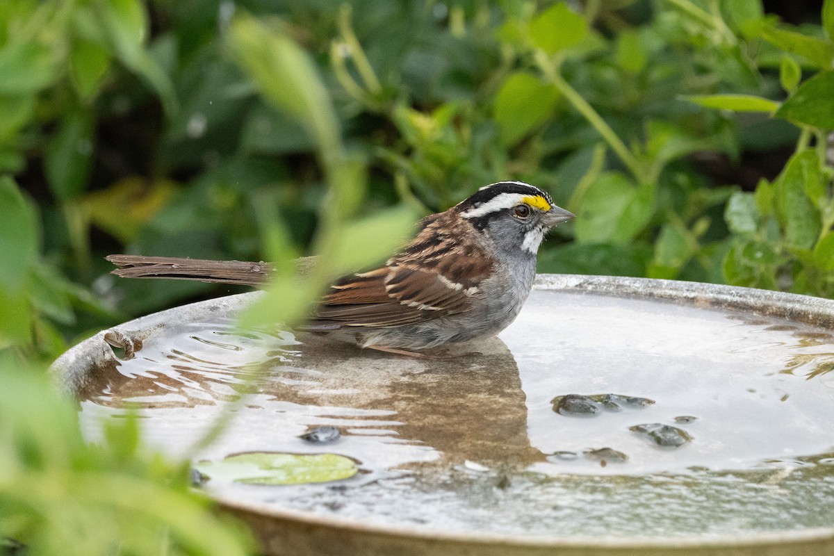 White-throated Sparrow - ML617944524