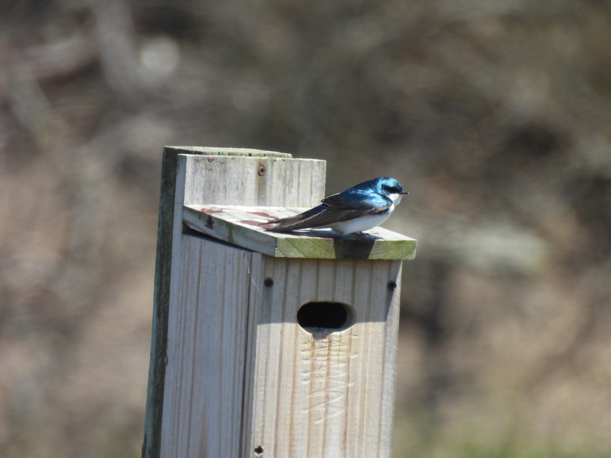 Tree Swallow - Jennifer Wilson-Pines