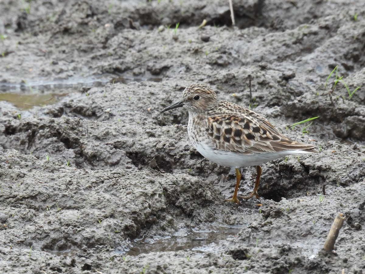 Least Sandpiper - ML617944586