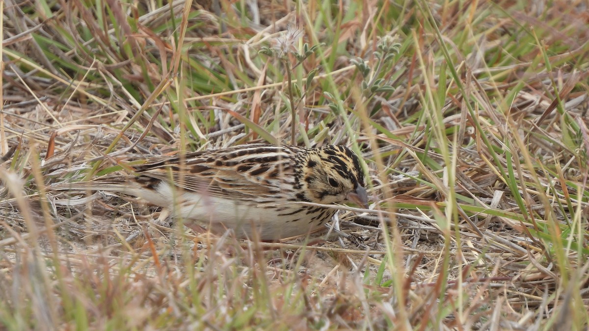 Baird's Sparrow - ML617944621