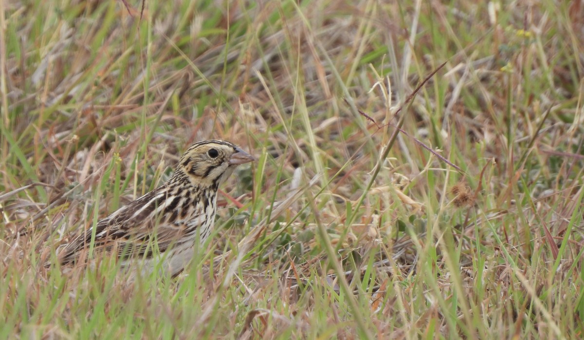 Baird's Sparrow - Brandon Nooner